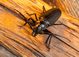 Scenic City Pest Control Solutions
