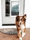 Hale Pet Door of Colorado